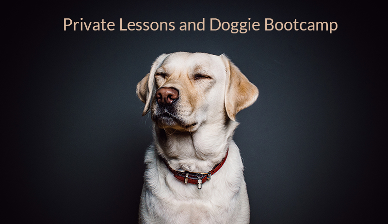 Phoenix Arizona Private Dog Training Lessons
